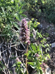 Agastache urticifolia
