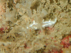 Duvaucelia lineata