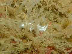 Duvaucelia lineata