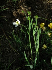 Ranunculus kuepferi
