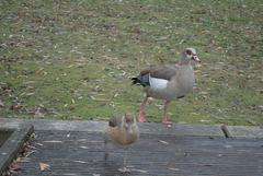 Alopochen aegyptiaca