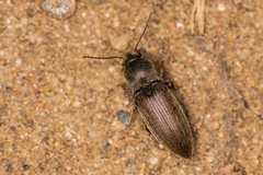 Agriotes obscurus