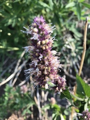 Agastache urticifolia