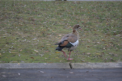 Alopochen aegyptiaca