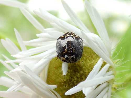 Anthrenus isabellinus photo 3