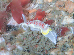 Diaphorodoris luteocincta