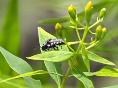 Melecta curvispina