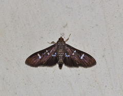Desmia deploralis