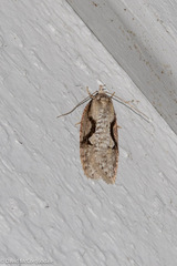 Semioscopis packardella