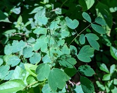 Thalictrum coriaceum