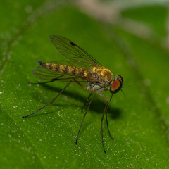 Chrysopilus modestus