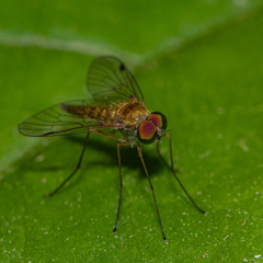 Chrysopilus modestus