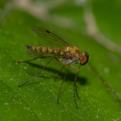 Chrysopilus modestus