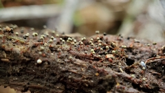 Cribraria aurantiaca