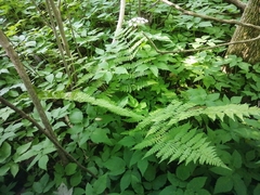 Dryopteris intermedia