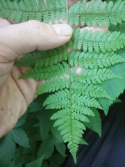 Dryopteris intermedia