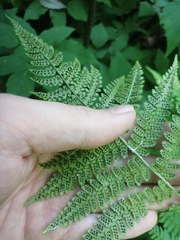 Dryopteris intermedia