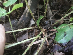 Dryopteris intermedia