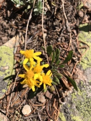 Packera werneriifolia