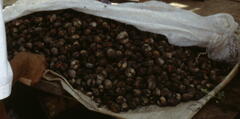 Tegillarca granosa