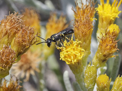 Hylaeus pictipes