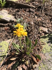 Packera werneriifolia