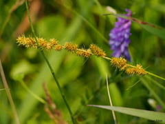 Carex vulpinoidea
