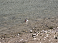 Cairina moschata domestica