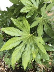 Fatsia