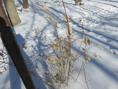 Philadelphus coronarius