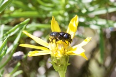Osmia montana quadriceps