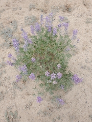 Lupinus caudatus caudatus