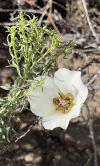 Calochortus bruneaunis