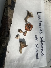 Lactarius salmoneus