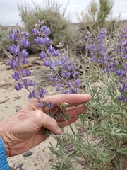 Lupinus caudatus caudatus