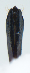 Agrilus viridescens