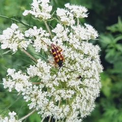 Typocerus