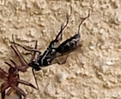 Agenioideus