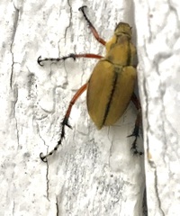 Macrodactylus mexicanus