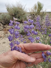 Lupinus caudatus caudatus