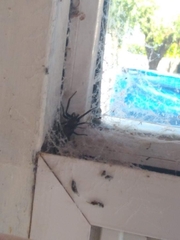 Kukulcania hibernalis