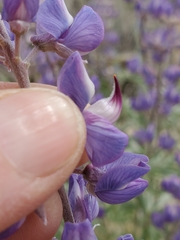 Lupinus caudatus caudatus