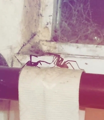 Kukulcania hibernalis