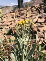 Senecio atratus