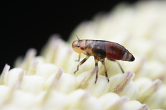 Aphrophora permutata