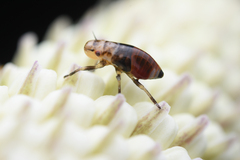 Aphrophora permutata