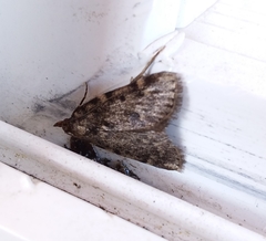 Aglossa pinguinalis