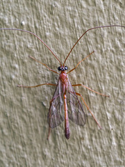 Enicospilus inflexus