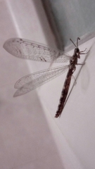 Neuroleon ochreatus