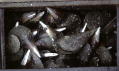 Atrina vexillum